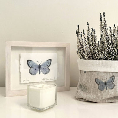 Large Blue Butterfly Framed Print