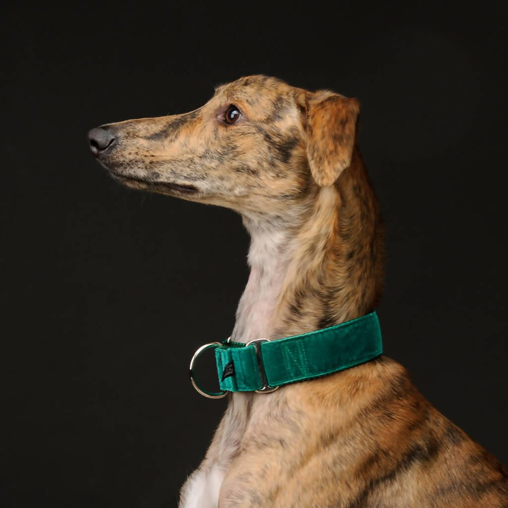 Velvet Collar Emerald Green