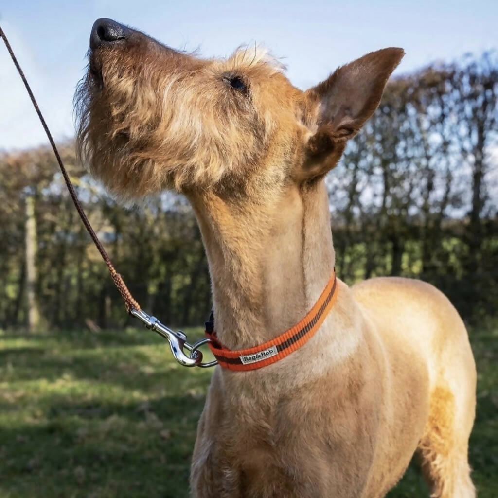 Dog Collar & Lead Set In Orange And Brown Stripe