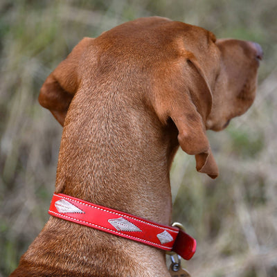 Woofgill Leather Dog Collar