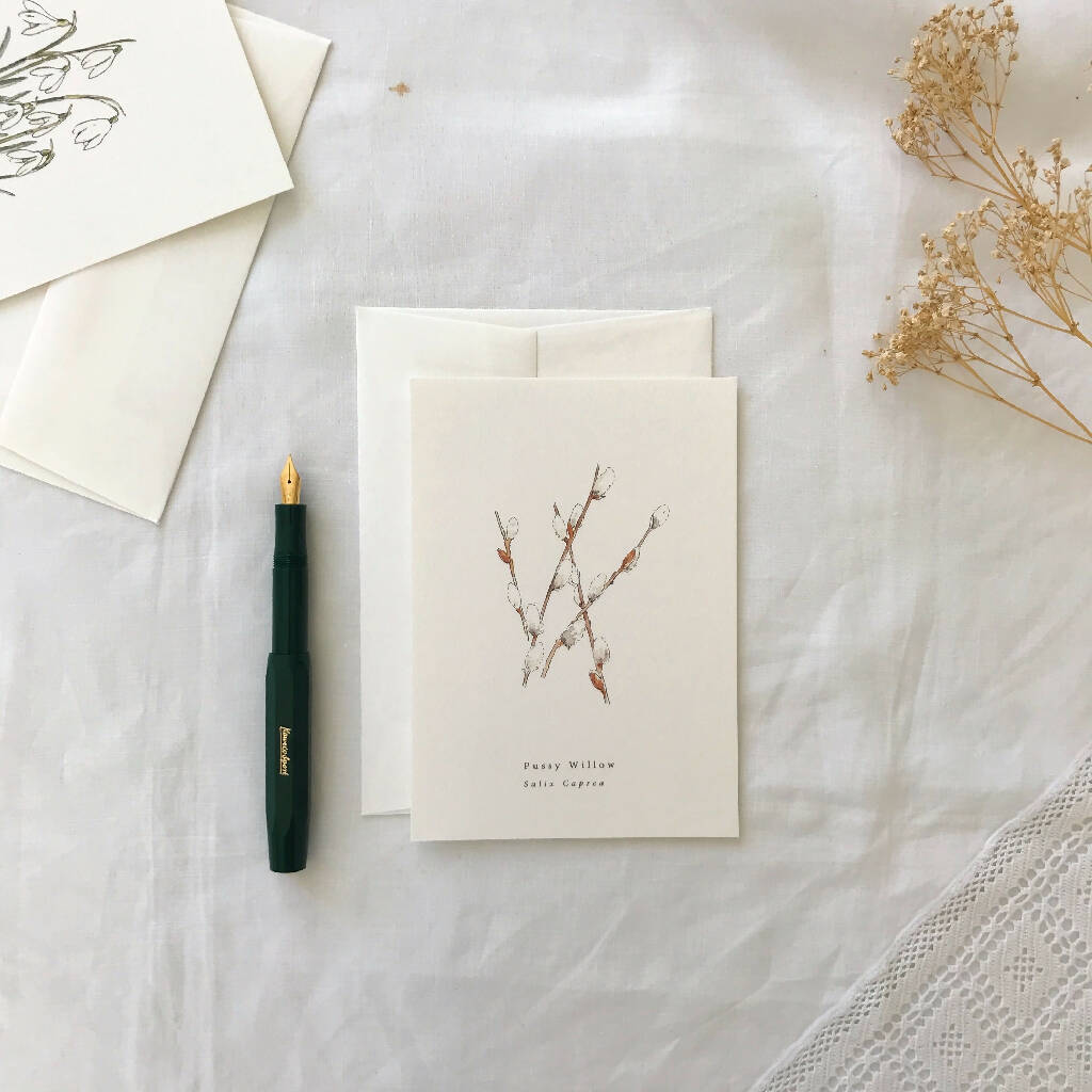 Pussy Willow Botanical Illustrated Card
