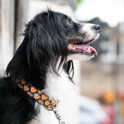 Lily Cup Buckle Collar in Yellow