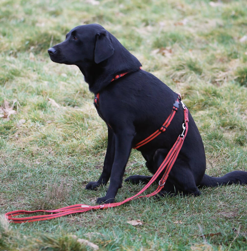 Multi-length Dog Lead In Red And Brown Stripe - 2 sizes available