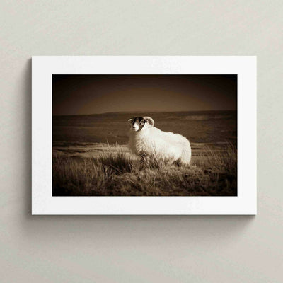 'The Blackface Sheep' - Sepia Art Photography Print