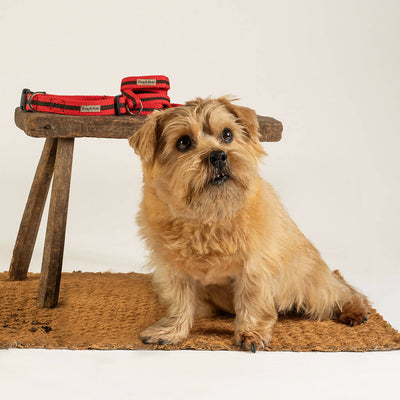 Dog Collar & Lead Set In Red And Brown Stripe