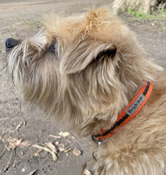 Dog Collar In Orange And Brown Stripe - 4 sizes