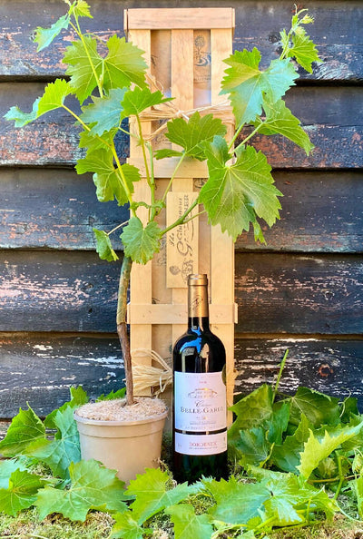 Red Wine and Vine Gift Crate