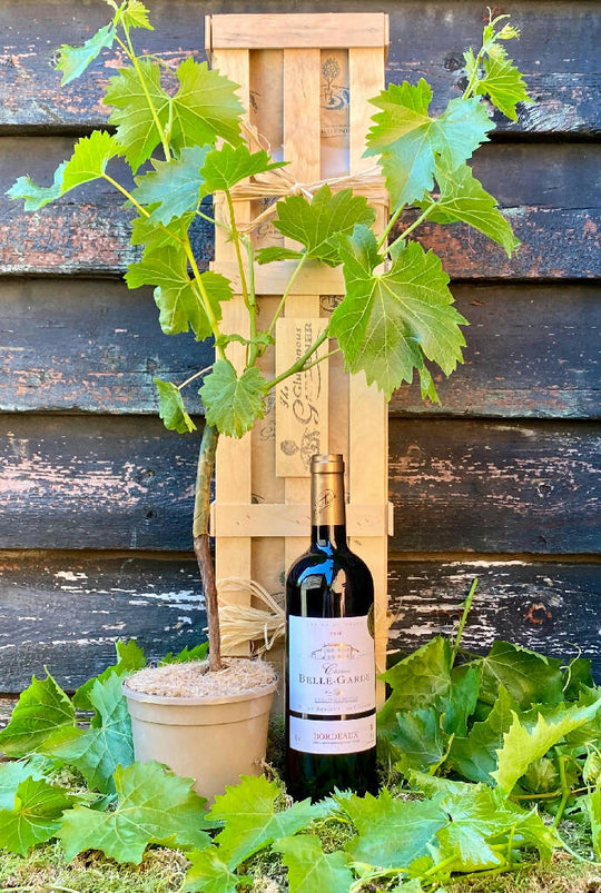 Red Wine and Vine Gift Crate