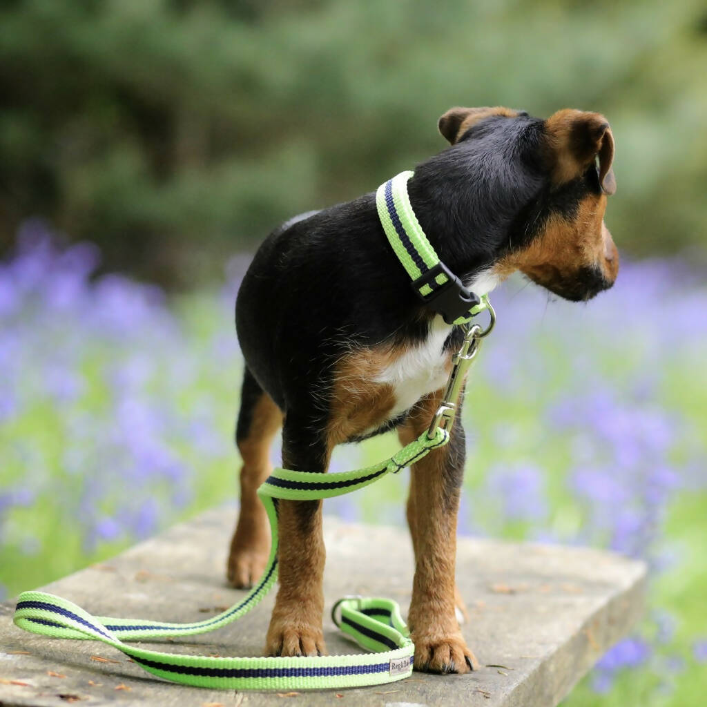 Dog Collar & Lead Set In Lime And Navy Stripe