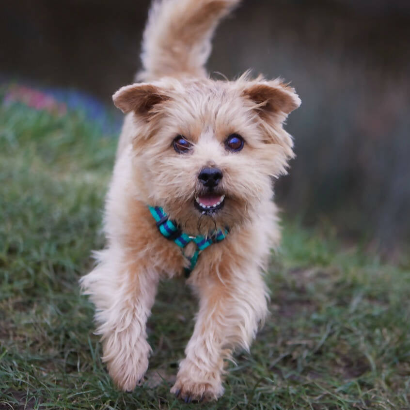 Dog Harness In Teal And Navy Stripe - sizes S/M - M/L